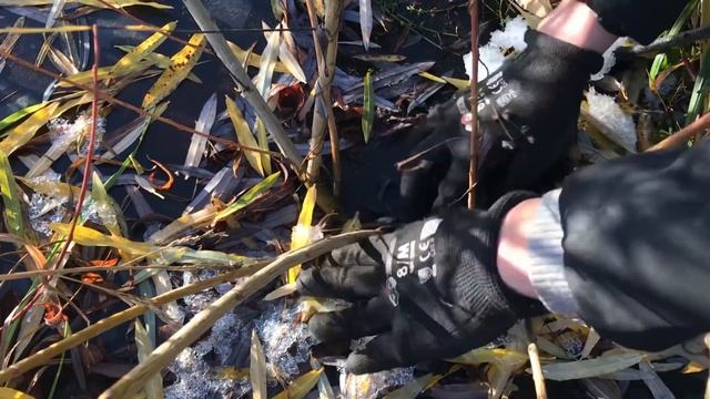 Русская ива. Видео-обзор. Вести с плантации. Выпуск 1. смотреть онлайн