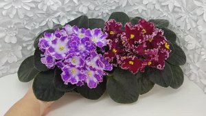 Фиалки DS-Изюм и ЛЕ-Антарес