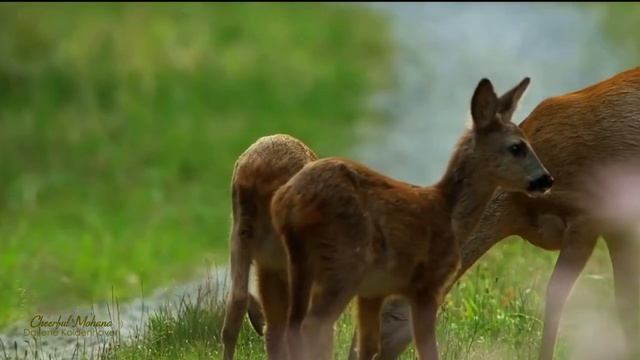 CHEERFUL MOHANA - Darlene Koldenhoven смотреть онлайн