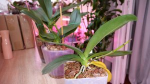 НЕ бояться пересадок. Сократить и 100% сохранить орхидеи | Экономлю. Рациональные покупки.