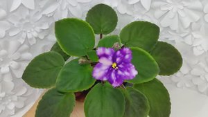 Фиалка МТ-Свет Кометы
