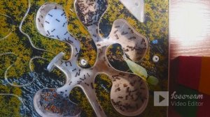 Наблюдение за муравьями (часть 4)