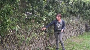 Русская ива. Видео-обзор. Живая плетеная изгородь. Третий год.