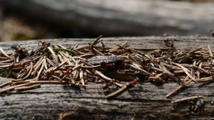 КУРОНДА ЗИКР КИЛИНГАН ХАШОРОТ ЧУМОЛИ.