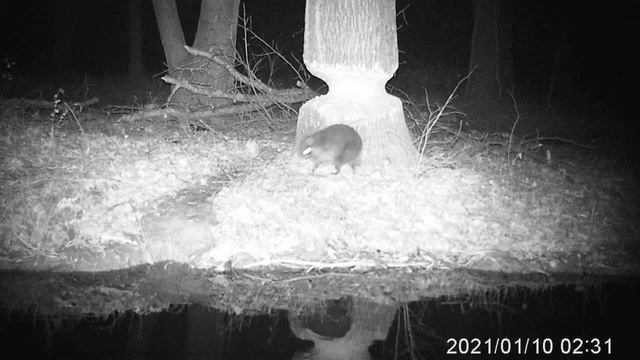 Raccoon Doesn't Like Apples Trail Cam 1-10-21 смотреть онлайн