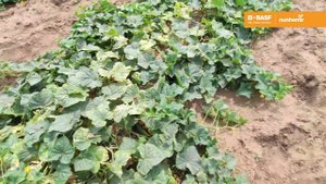 Сибат F1 и Проскор F1 - гибриды огурца для открытого грунта. Новинки селекции Nunhems.