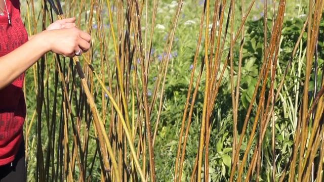 Русская ива. Живая ажурная изгородь из ивы. Часть 1. смотреть онлайн