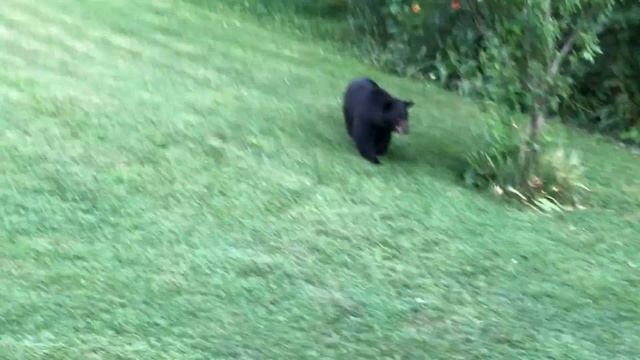 “Under” the Apple Tree смотреть онлайн