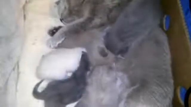Вислоухие шотландские котята с мамой кошкой