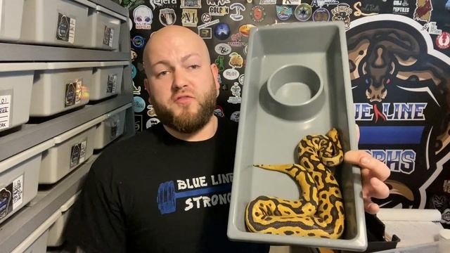 What Is The Proper Tub Size For Your Ball Pythons During Different Stages Of Growth?