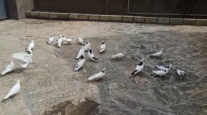 голуби,,  шейки , всегда готовы к полету.......