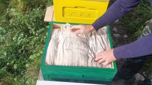 Изолирую маток в зиму.