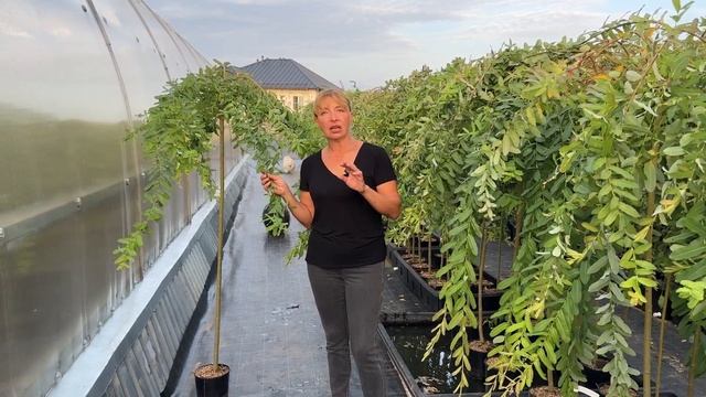 Ива Интегра пендула на штамбе. Видео-обзор. Русская ива. смотреть онлайн