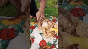 Воскование! Ощипывание домашней птицы воском подсолнечника НИ ПУХА НИ ПЕРА купить на OZON