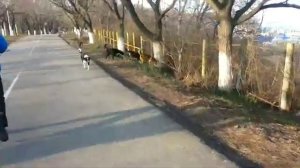 Стая собачек кидается на велосипедиста