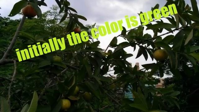 TRICOLOR GUAVA