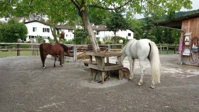 Pferdepension Bauernhof Werffeli смотреть онлайн