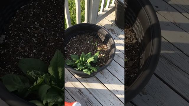 Apple trees and potatoes 😁 смотреть онлайн