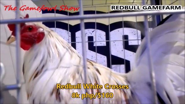 Poultry Expo | White Fowl | White Rooster | COMPILATION смотреть онлайн