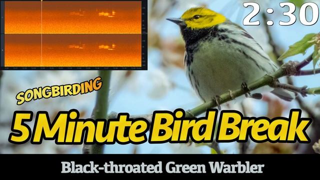 5 Minute Bird Break: Black-throated Green Warbler  Birdsong with Timer