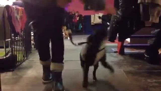 hedda-valpkurs смотреть онлайн