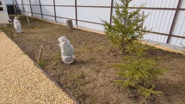 # 340. Заморозки после жары. Как спасаем кусты. Пересадка сливы и туй. Загородная жизнь с нуля 2024