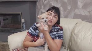 Щенок йоркширского терьера Спотти🤗