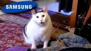 Huh Cat but famous phone ringtones (2)