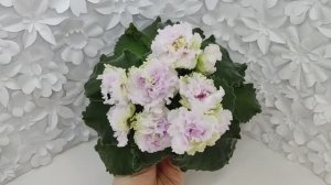 Фиалка АВ-Свадебное Путешествие
