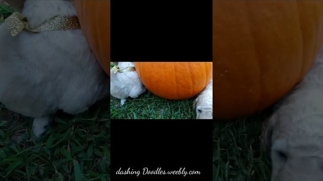 Pumpkin and Apple Jack the mini Goldendoodles #minidoodles смотреть онлайн