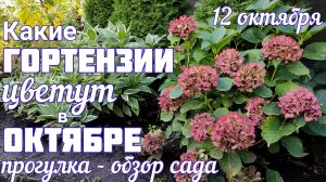 Эти сорта ГОРТЕНЗИИ ещё ЦВЕТУТ 😲 обзор участка 💐 12 октября