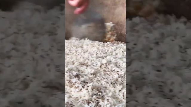 Знаменитое узбекское национальное блюдо – плов.#плов #pilaf #казанкебаб #пловвказане #пловрецепт
