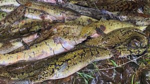 НАЛИМ АТАКУЕТ МЕЛКОВОДЬЕ | ОСЕННЯЯ ЛОВЛЯ НАЛИМА НА ДОНКИ |РЫБАЛКА 2022