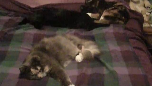 Honey Bear Licking Hershey On Bed Next To Gizmo смотреть онлайн