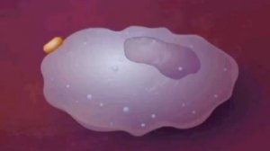 фагоцитоз avi