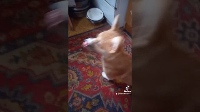 Аль-Алабедер Ладушка.mp4