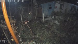 Куница ночной разоритель