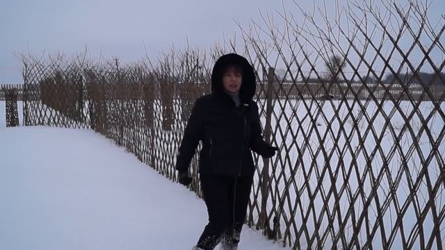 Русская ива. Зимний видео-обзор. Живая плетеная изгородь. смотреть онлайн