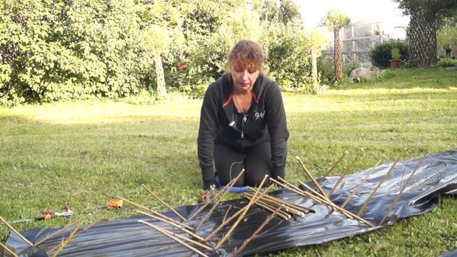 Русская ива. Посадка селекционных черенков ивы смотреть онлайн