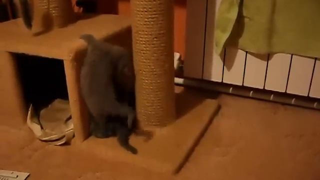 Шотландские плюшевые котята