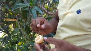 Rose Apple fruit | unique fruit you never seen before | Chaliye taste karate hai | mini vlog |