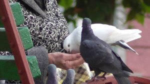 Белый голубь клюёт семечки с ладони