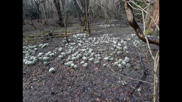 God's World through my Window week 2, flowers смотреть онлайн