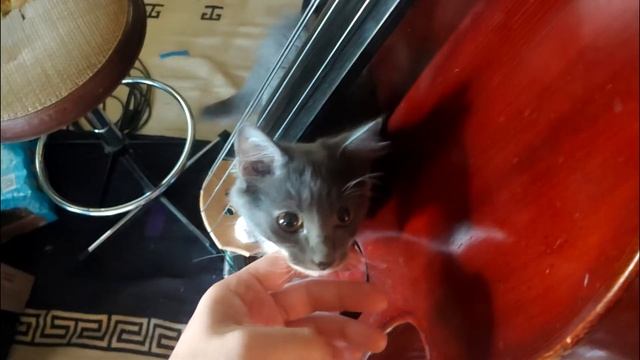 David Tyberg- Sound of Rain (for Mac) смотреть онлайн