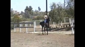 Jaguar In Motion Morgan Gelding For Sale