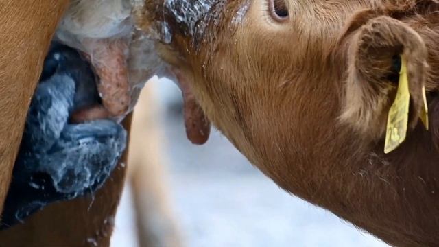 Малдың буаздығын қарапайымжолмен анықтауМалшаруашылық білімМалшаруашылық білімдер