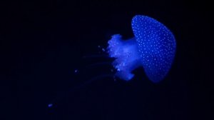 4K Underwater footage - Music & Colorful Sea Life