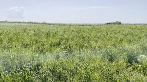 Русская ива. Видео-обзор. Посадка основной плантации и новых сортов ивы 2021г.