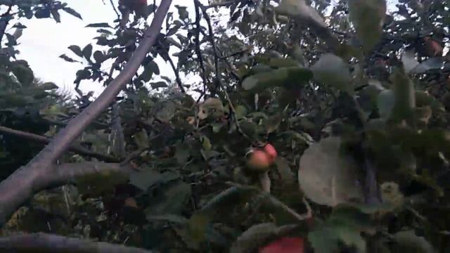 আপেল রাজ্যে একদিন Russian apples смотреть онлайн