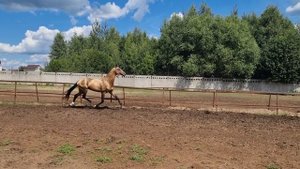 Продажа Ахалтекинских лошадей
https://akhaltekellc.com
Sale of Akhal-Teke horses